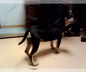 Mutt Dogs for adoption in Martinez, CA, USA
