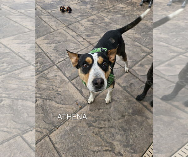 Medium Photo #5 Mutt Puppy For Sale in Garden City, NY, USA
