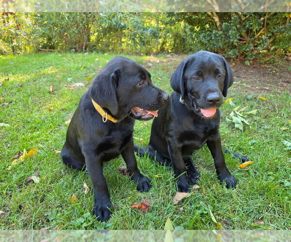Medium Photo #1 Labrador Retriever Puppy For Sale in LITTLE MOUNTAIN, SC, USA