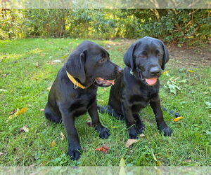 Labrador Retriever Puppy for sale in LITTLE MOUNTAIN, SC, USA