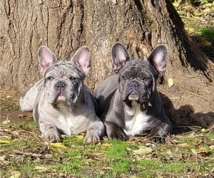 French Bulldog Puppy for sale in SPRINGFIELD, OR, USA