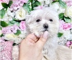Small Photo #87 Maltese Puppy For Sale in HAYWARD, CA, USA