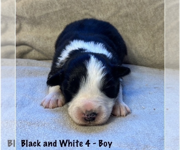 Medium Photo #2 Border Collie Puppy For Sale in MOSIER, OR, USA