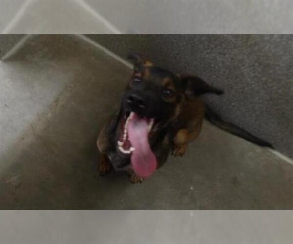 Medium Photo #1 Rottweiler-Unknown Mix Puppy For Sale in Santa Rosa, CA, USA