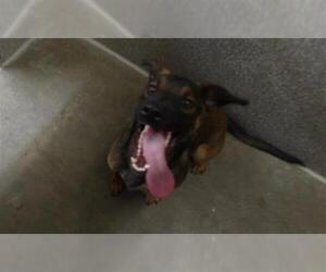 Rottweiler-Unknown Mix Dogs for adoption in Santa Rosa, CA, USA