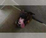 Small Rottweiler Mix