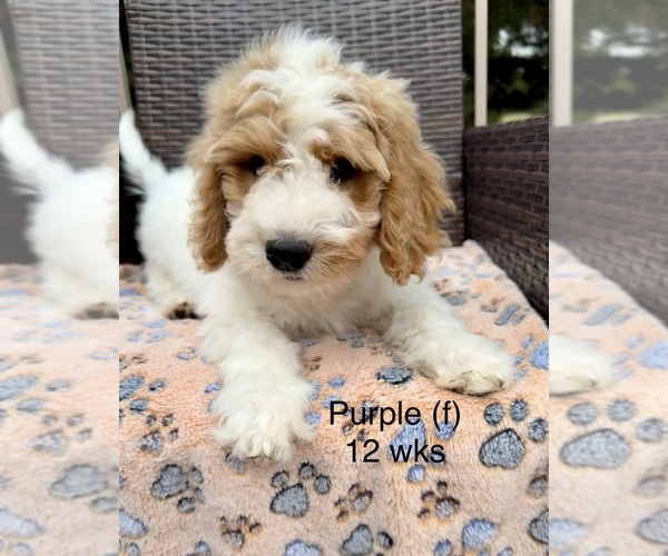 Medium Photo #5 Goldendoodle (Miniature) Puppy For Sale in ELBERT, CO, USA