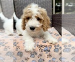 Small #4 Goldendoodle (Miniature)