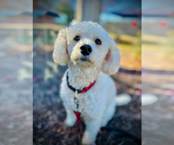Medium Photo #1 Cock-A-Poo Puppy For Sale in Pacolet, SC, USA