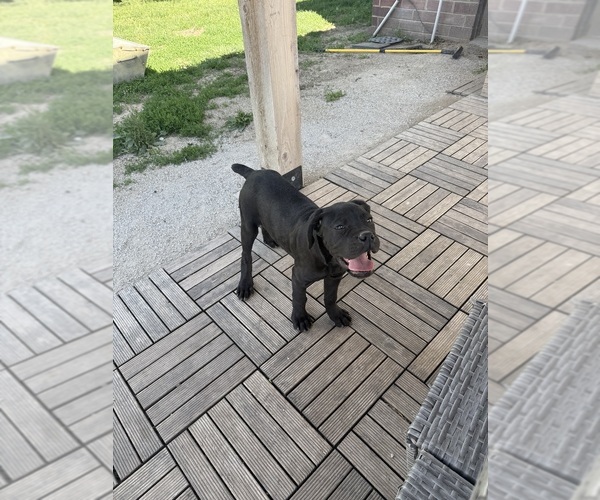 Medium Photo #5 Cane Corso Puppy For Sale in STUART, IA, USA