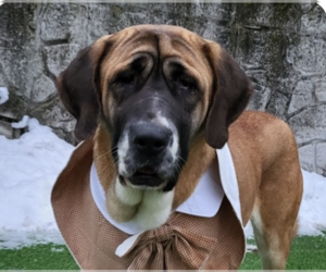 Mastiff-Unknown Mix Dogs for adoption in San Ramon, CA, USA