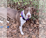 Small #5 American Staffordshire Terrier-Collie Mix
