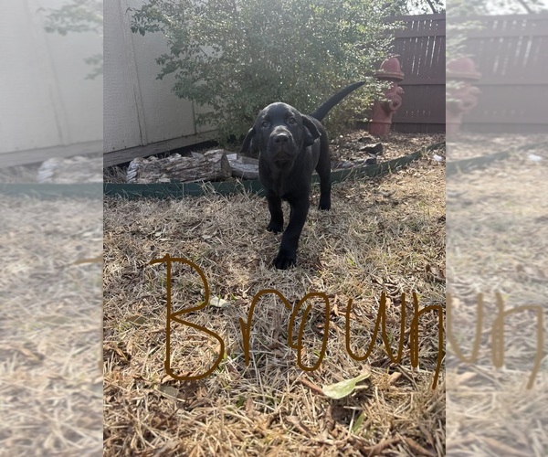 Medium Photo #5 Labrador Retriever Puppy For Sale in KELLER, TX, USA
