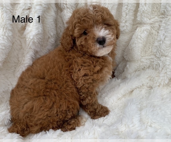 Medium Photo #7 Poodle (Toy) Puppy For Sale in AUBURN, CA, USA