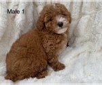 Small Photo #7 Poodle (Toy) Puppy For Sale in AUBURN, CA, USA