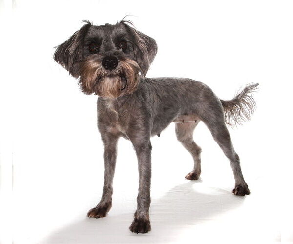 Medium Photo #3 Shih Tzu Puppy For Sale in Oakland Park, FL, USA