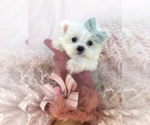 Medium Photo #16 Maltese Puppy For Sale in MIAMI BEACH, FL, USA