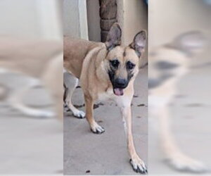 JANIE - Female Mutt Dog for Adoption - Photo #3