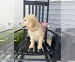 Small Photo #4 Golden Retriever Puppy For Sale in FRANKLINTON, NC, USA
