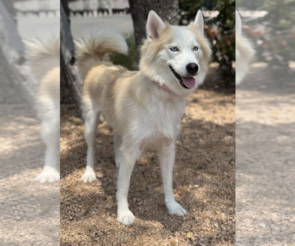 Medium Photo #2 Huskies -Unknown Mix Puppy For Sale in PIPE CREEK, TX, USA