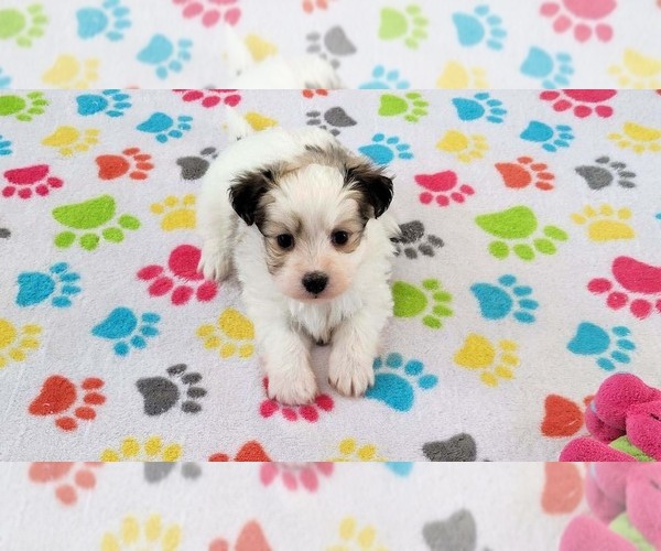 Medium Photo #8 Papitese Puppy For Sale in ORO VALLEY, AZ, USA