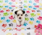 Small #7 Papitese