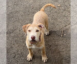 Mack - Male Staffordshire Bull Terrier-Unknown Mix Dog for Adoption - Photo #5