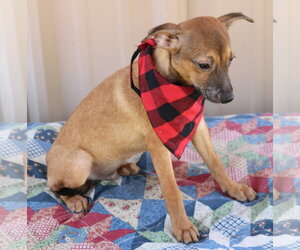 Sean - Female Mutt Dog for Adoption - Photo #2