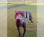 Small Photo #3 Mutt Puppy For Sale in Rockwall, TX, USA