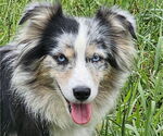 Small #4 Australian Shepherd