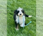 Small Photo #1 Bernedoodle (Miniature) Puppy For Sale in DUNDEE, OH, USA