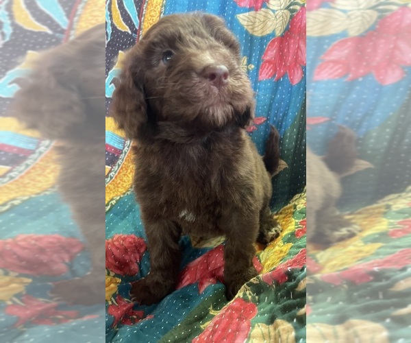 Medium Photo #2 Bernedoodle Puppy For Sale in BUFFALO GAP, TX, USA
