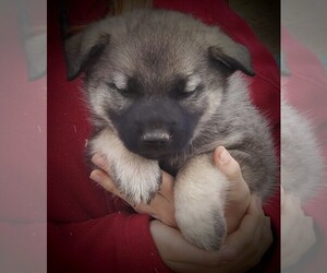 Norwegian Elkhound Puppy for sale in CHATFIELD, MN, USA