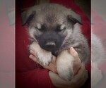 Small Norwegian Elkhound