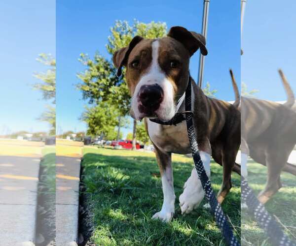 Medium Photo #7 Mutt Puppy For Sale in Rowlett, TX, USA