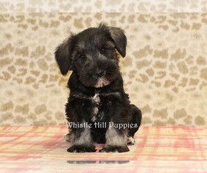 Schnauzer (Miniature) Puppy for sale in DENVER, PA, USA