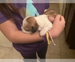 Small Photo #8 Lhasa Apso Puppy For Sale in GIBSONTON, FL, USA