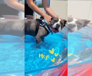 Staffordshire Bull Terrier Dogs for adoption in Monte Vista, CO, USA