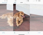 Small Photo #6 Golden Retriever Puppy For Sale in MOORESVILLE, NC, USA