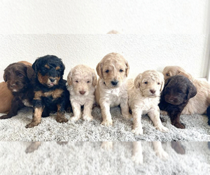 Goldendoodle (Miniature) Puppy for sale in COLUMBIA, SC, USA