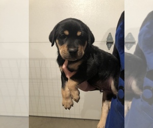 Beagle-Rottweiler Mix Puppy for sale in BECKLEY, WV, USA