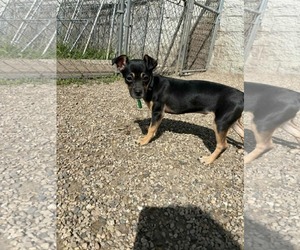 Chipin Dogs for adoption in Mukwonago, WI, USA