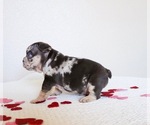 Small Photo #1 French Bulldog Puppy For Sale in BEAUMONT, CA, USA