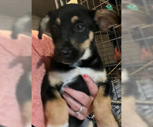 Chihuahua-Unknown Mix Dogs for adoption in Mt. Laurel, NJ, USA
