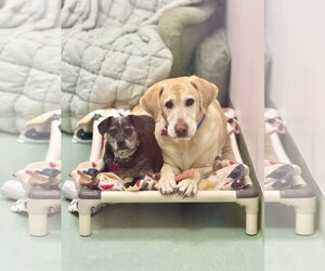 Tucker - Male Labrador Retriever-Unknown Mix Dog for Adoption - Photo #4