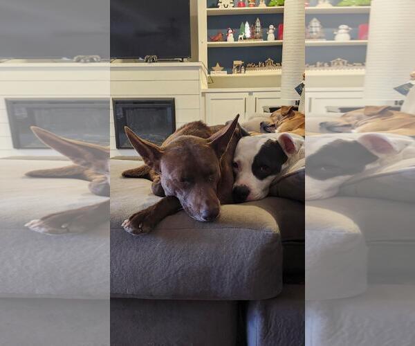 Medium Photo #3 Australian Kelpie-Unknown Mix Puppy For Sale in Wakefield, RI, USA