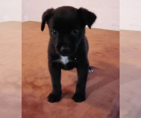 Medium Photo #1 Labrador Retriever-Unknown Mix Puppy For Sale in Dana Point, CA, USA