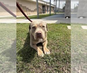 American Pit Bull Terrier Dogs for adoption in Corpus Christi, TX, USA