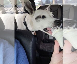 Mrs. Moose - Female Mutt Dog for Adoption - Photo #7