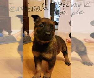 Dutch Shepherd Dog-German Shepherd Dog Mix Puppy for sale in SPRING HILL, TN, USA
